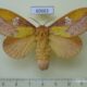 69663p Lasiocampidae Euthrix laeta f Primorye $10