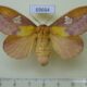 69664p Lasiocampidae Euthrix laeta f Primorye $10