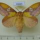 69665p Lasiocampidae Euthrix laeta f Primorye $10
