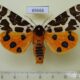 69666p Arctiidae Arctia caja phaeosoma Primorye $8