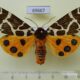 69667p Arctiidae Arctia caja phaeosoma Primorye $9
