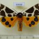 69668p Arctiidae Arctia caja phaeosoma Primorye $9