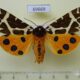 69669p Arctiidae Arctia caja phaeosoma Primorye $9