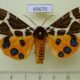 69670p Arctiidae Arctia caja phaeosoma Primorye $7