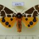 69671p Arctiidae Arctia caja phaeosoma Primorye $8