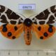 69673p Arctiidae Arctia caja phaeosoma Primorye $7
