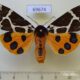 69674p Arctiidae Arctia caja phaeosoma Primorye $9