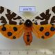 69675p Arctiidae Arctia caja phaeosoma f Primorye $15