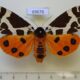 69676p Arctiidae Arctia caja phaeosoma f Primorye $20
