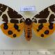 69677p Arctiidae Arctia caja phaeosoma f Primorye $15