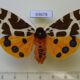69678p Arctiidae Arctia caja phaeosoma f Primorye $12