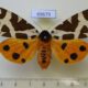 69679p Arctiidae Arctia caja phaeosoma f Primorye $15