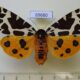 69680p Arctiidae Arctia caja phaeosoma f Primorye $15