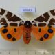 69681p Arctiidae Arctia caja phaeosoma f Primorye $15
