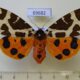 69682p Arctiidae Arctia caja phaeosoma f Primorye $18