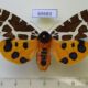 69683p Arctiidae Arctia caja phaeosoma f Primorye $18