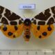 69684p Arctiidae Arctia caja phaeosoma f Primorye $8