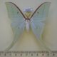 69685p Saturniidae Actias artemis Amur reg. $25