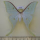 69686p Saturniidae Actias artemis Amur reg. $25