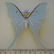69687p Saturniidae Actias artemis Amur reg. $25