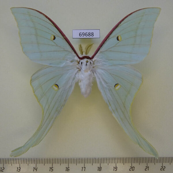 Saturniidae Actias artemis Amur reg.