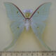 69688p Saturniidae Actias artemis Amur reg. $20