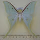 69690p Saturniidae Actias artemis Amur reg. $18