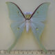 69691p Saturniidae Actias artemis Amur reg. $25
