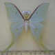 69693p Saturniidae Actias artemis Amur reg. $25