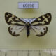 69696p Arctiidae Parasemia plantaginis Khakassia rep. $7