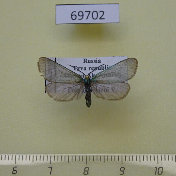 Zygaenidae Jordanita budensis Tyva rep.