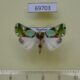 69703p Noctuidae Nacna malachitis Thailand $10