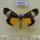 69707p Noctuidae Sarbanissa subalba Thailand $10