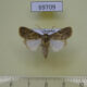 69709p Noctuidae Spodoptera pecten Thailand $9
