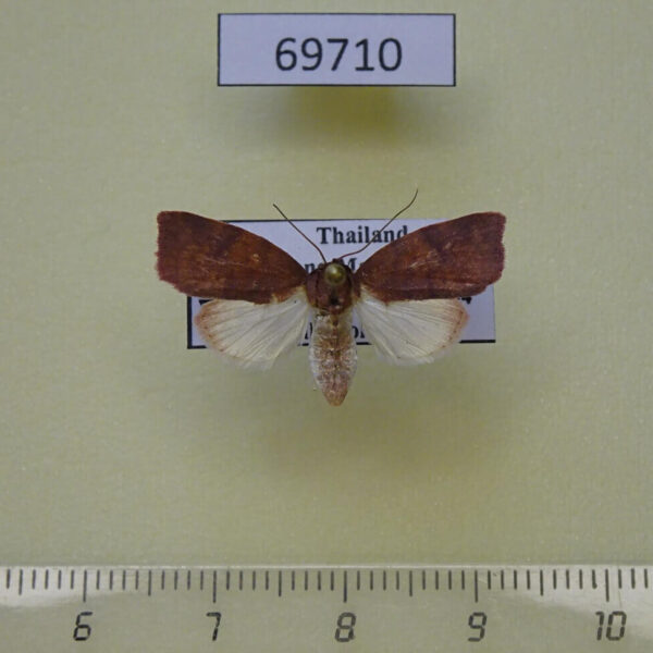 Noctuidae Beara sp. Thailand