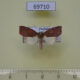 69710p Noctuidae Beara sp. Thailand $9