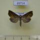 69714p Noctuidae Plusiodonta wahri Thailand $9