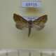 69715p Noctuidae Plusiodonta wahri Thailand $4