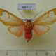 69717p Arctiidae Amerila madagascariensis Madagascar $25