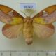 69720p Lasiocampidae Euthrix laeta f Primorye $10