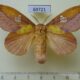 69721p Lasiocampidae Euthrix laeta f Primorye $10