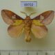 69722p Lasiocampidae Euthrix laeta Primorye $7