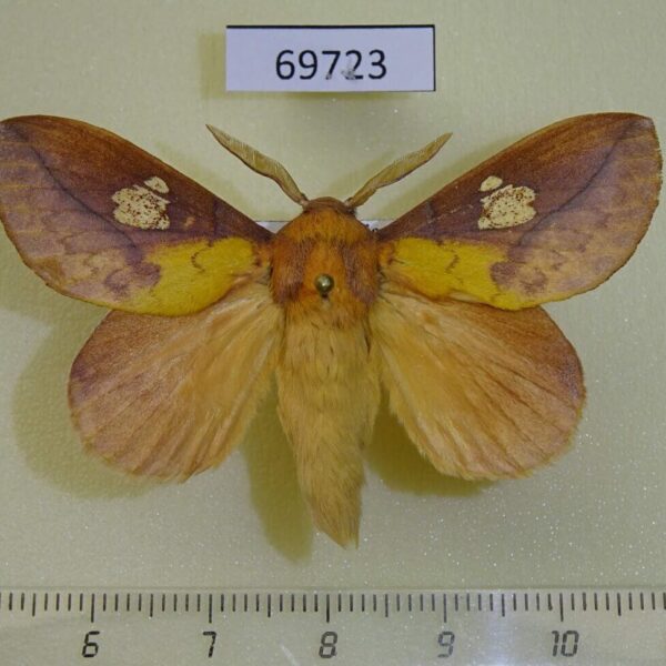 Lasiocampidae Euthrix laeta Primorye