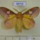 69723p Lasiocampidae Euthrix laeta Primorye $7