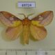 69724p Lasiocampidae Euthrix laeta Primorye $7