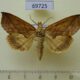 69725p Noctuidae Calyptra lata Primorye $8