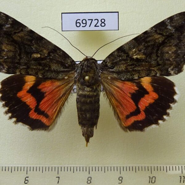Noctuidae Catocala dula f Primorye