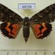 69728p Noctuidae Catocala dula f Primorye $9