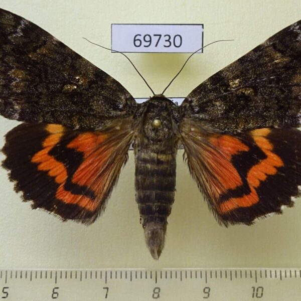 Noctuidae Catocala dula Primorye
