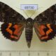 69730p Noctuidae Catocala dula Primorye $8